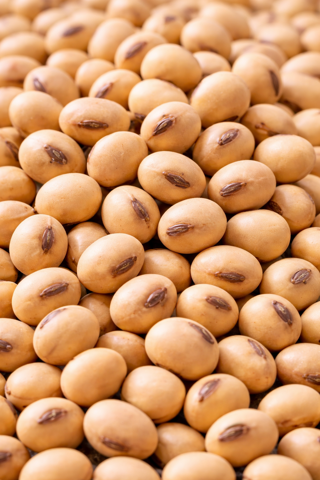 Soybean