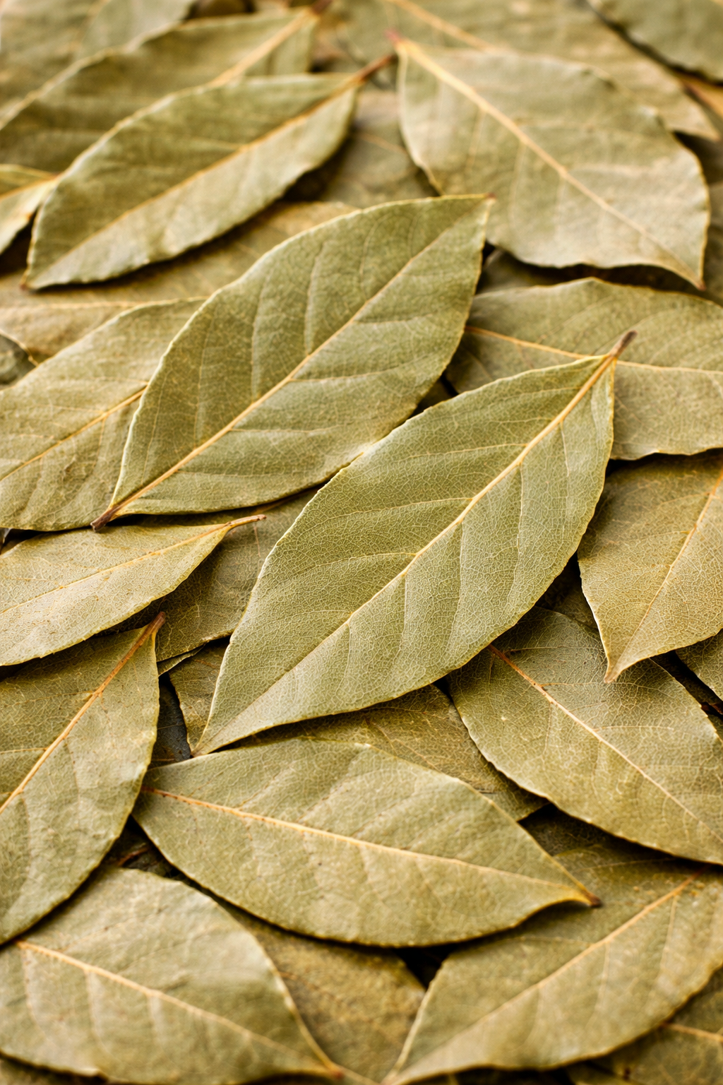 Bay Leaves