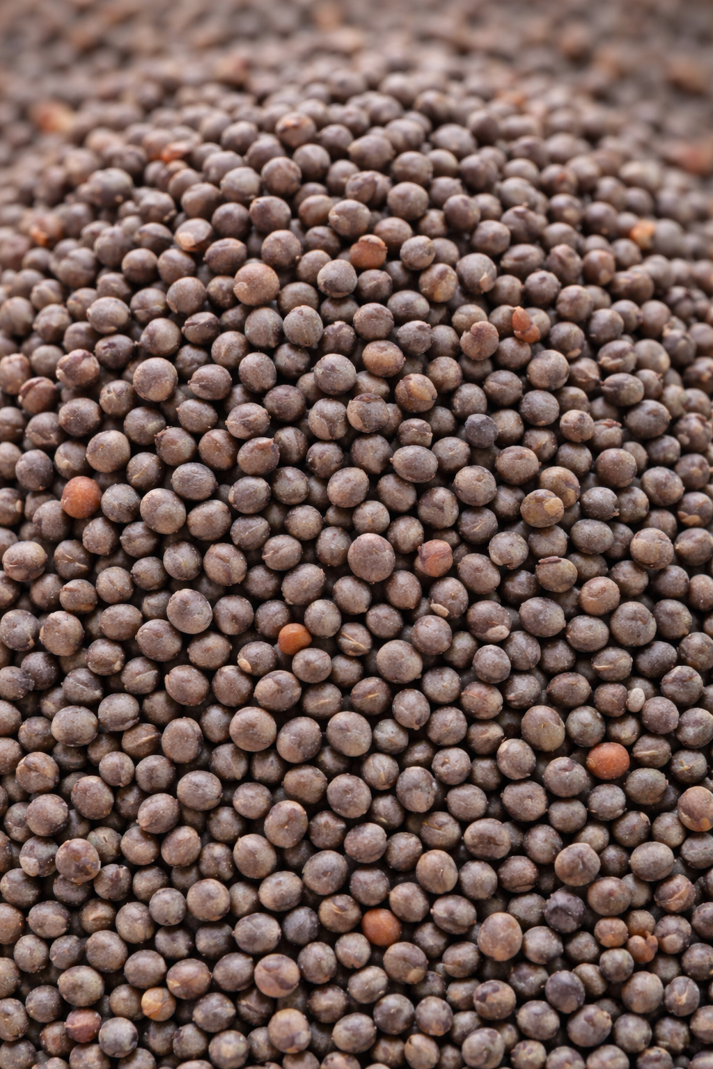 Black Mustard Seeds
